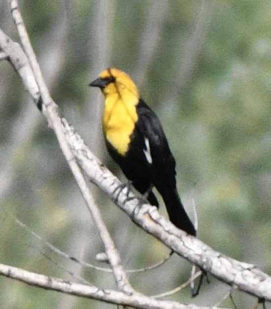 Yellow-headed Blackbird - ML620180660