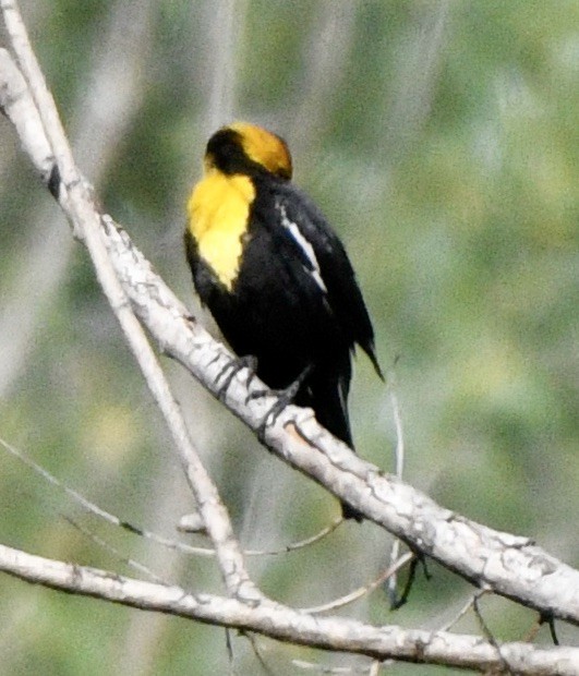 Yellow-headed Blackbird - ML620180661
