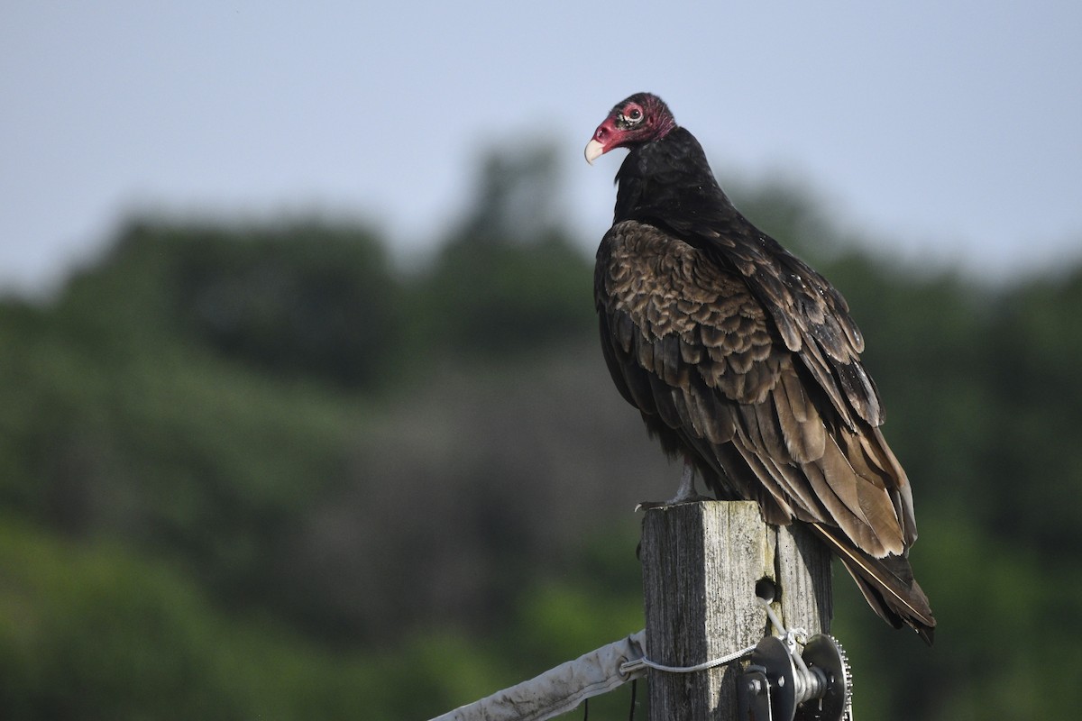 Turkey Vulture - ML620180664