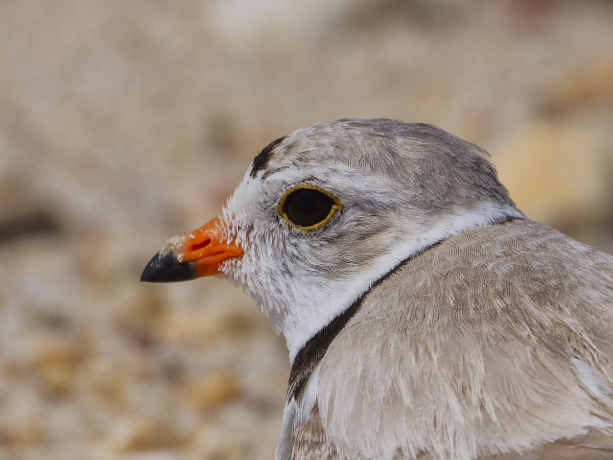 Piping Plover - ML620180672