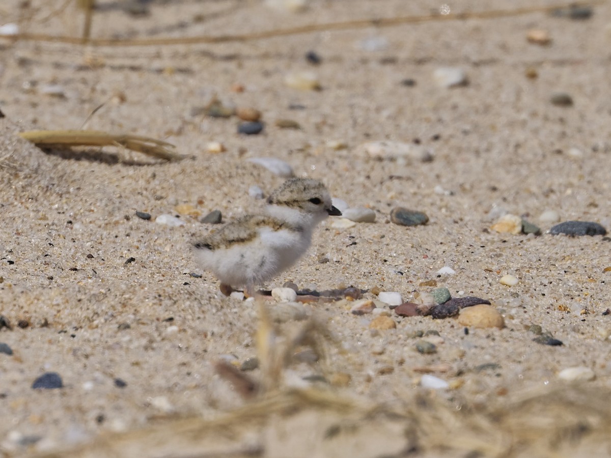 Piping Plover - ML620180673