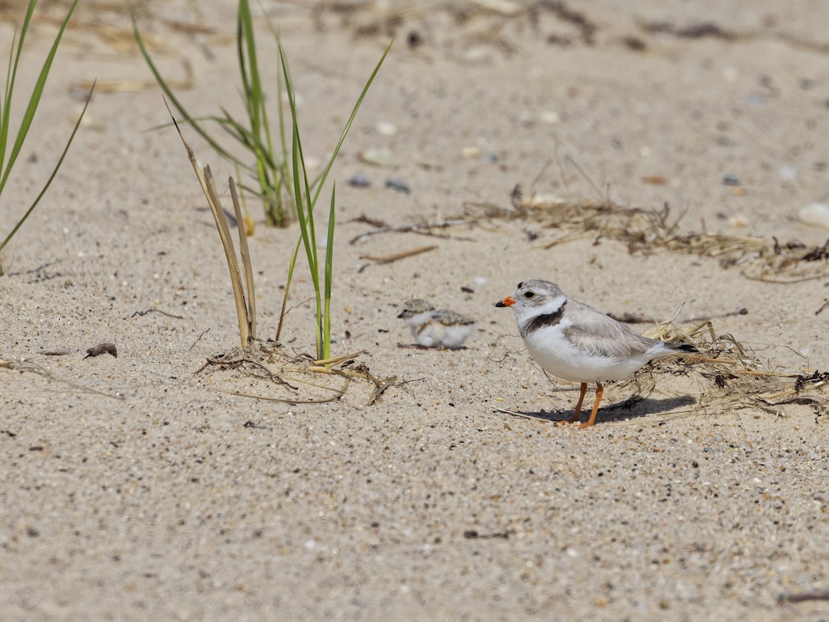 Piping Plover - ML620180676
