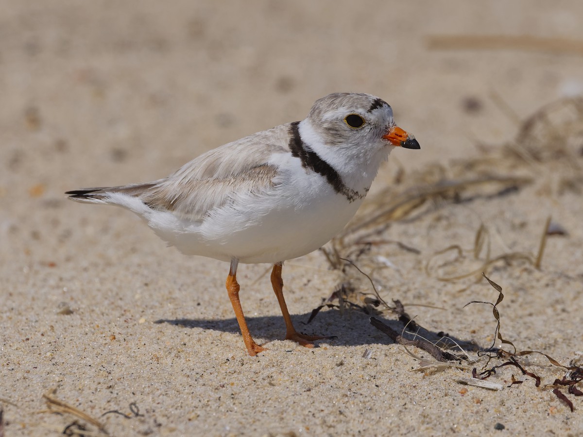 Piping Plover - ML620180677