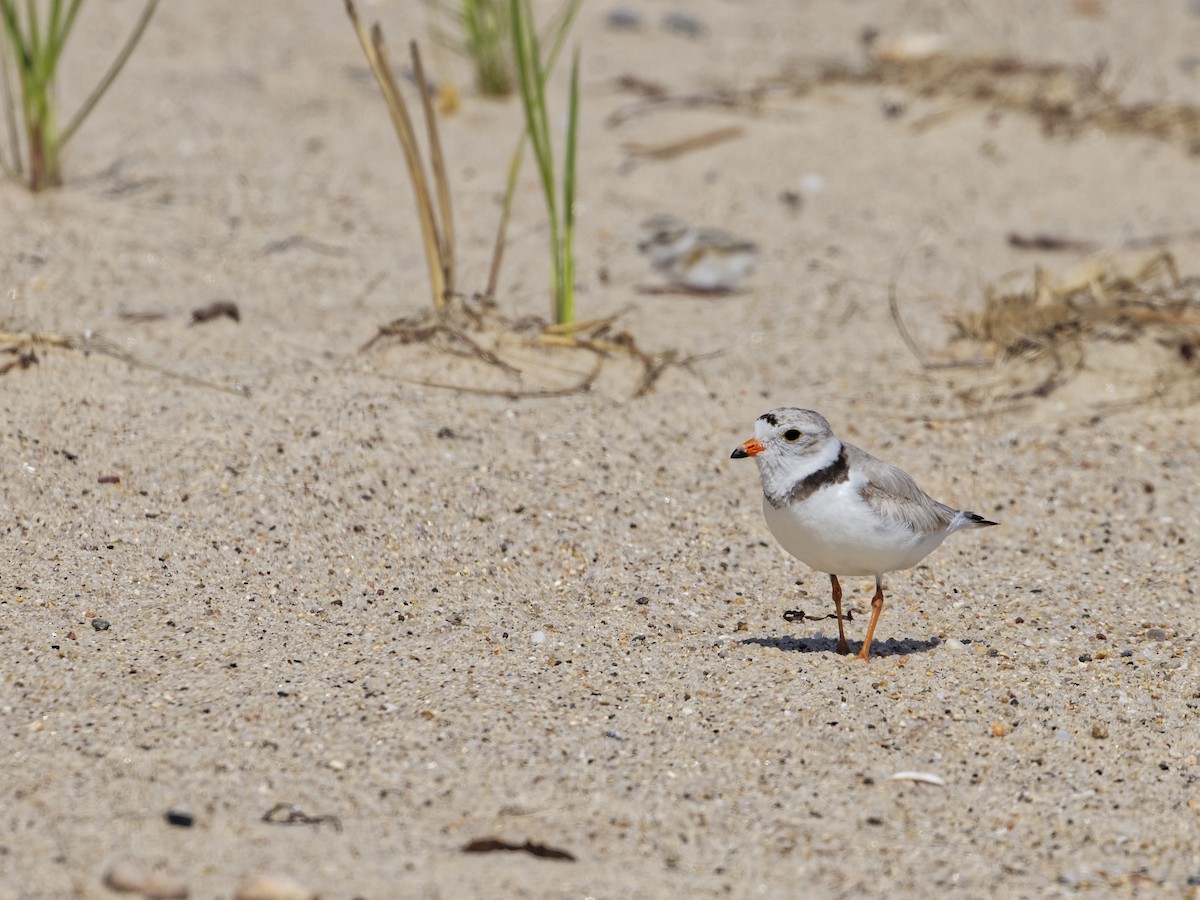 Piping Plover - ML620180678