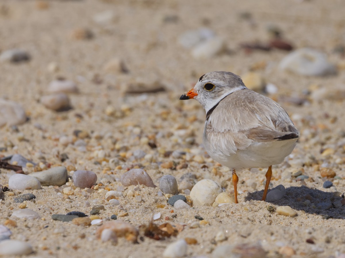 Piping Plover - ML620180679