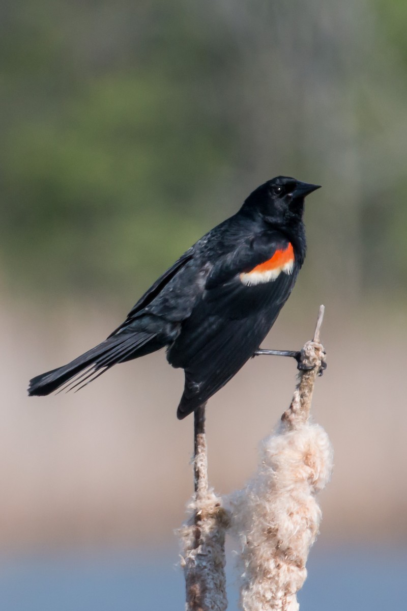 Red-winged Blackbird - ML620180682