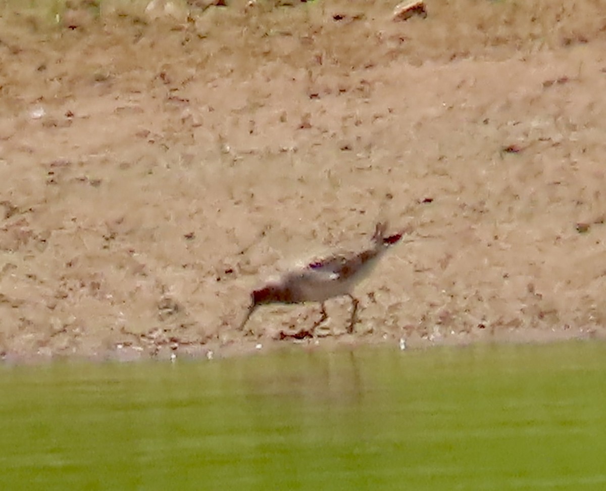 Weißbürzel-Strandläufer - ML620180690