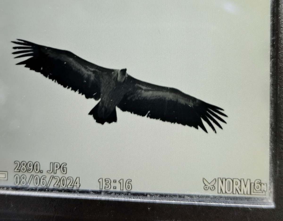 Eurasian Griffon - ML620180692