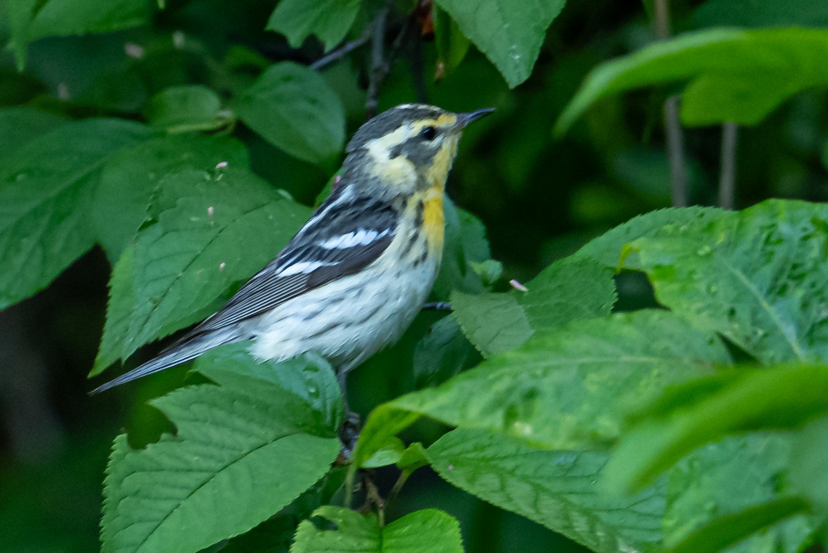 Blackburnian Warbler - ML620180694