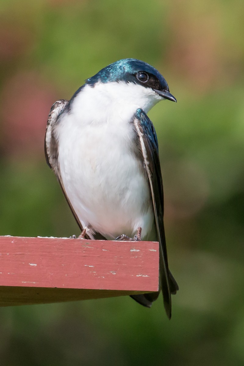 Tree Swallow - ML620180702