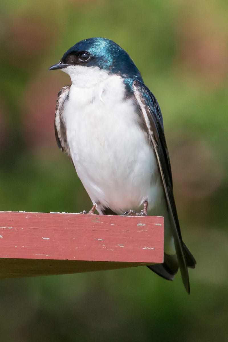 Tree Swallow - ML620180703