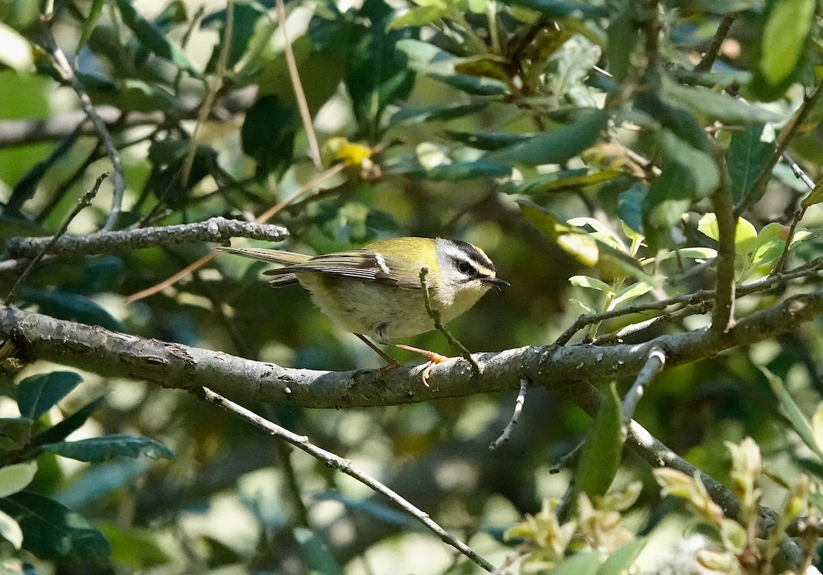 Common Firecrest - ML620180708