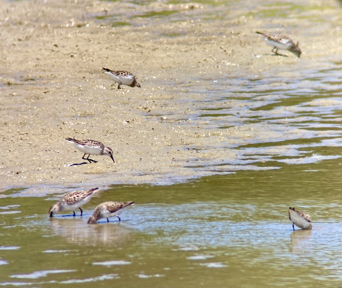 Semipalmated Sandpiper - ML620180710