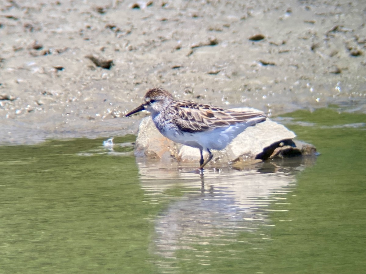 Semipalmated Sandpiper - ML620180711