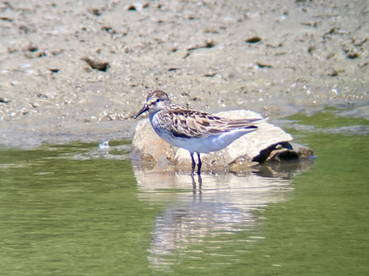 Semipalmated Sandpiper - ML620180712