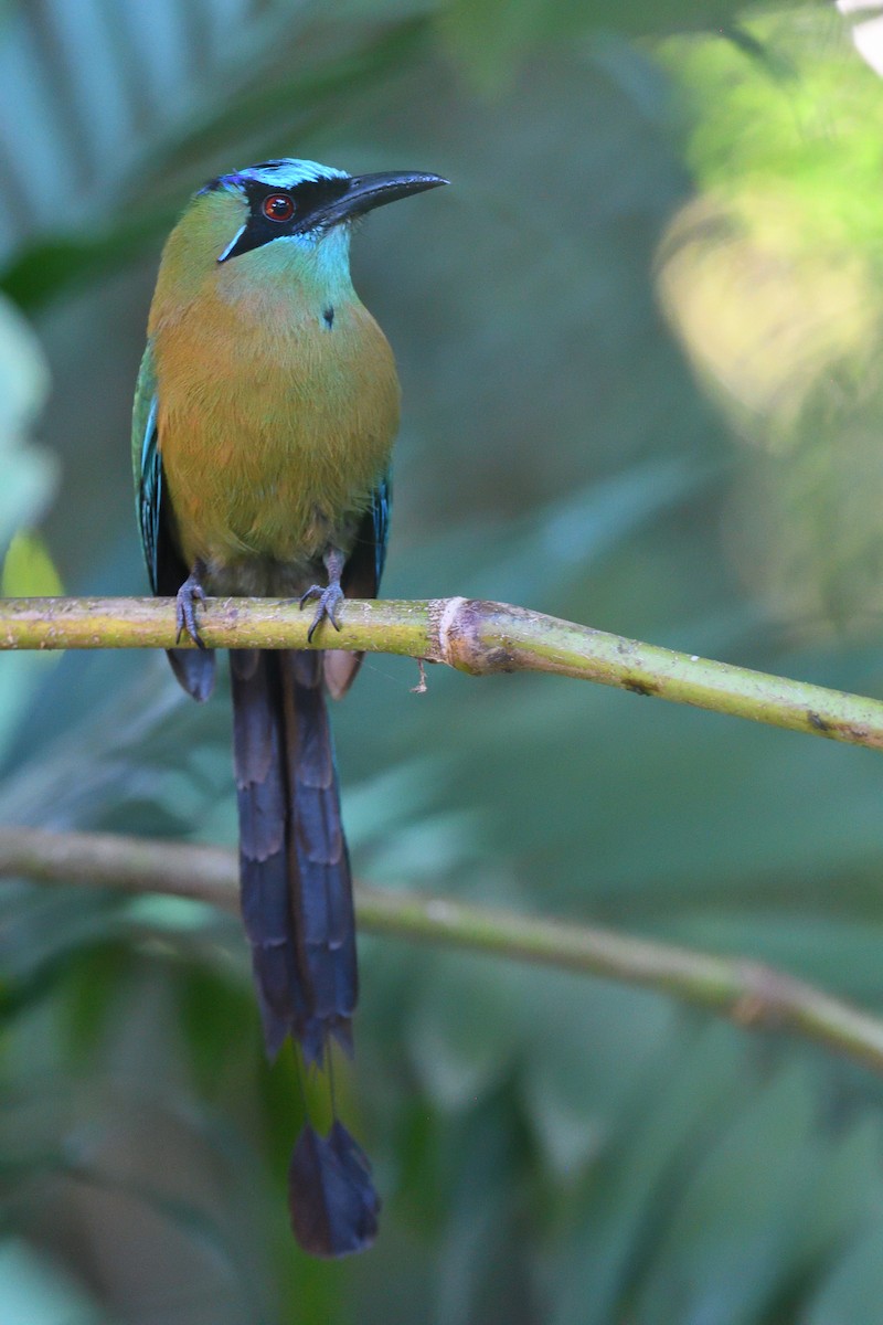 Lesson's Motmot - ML620180715