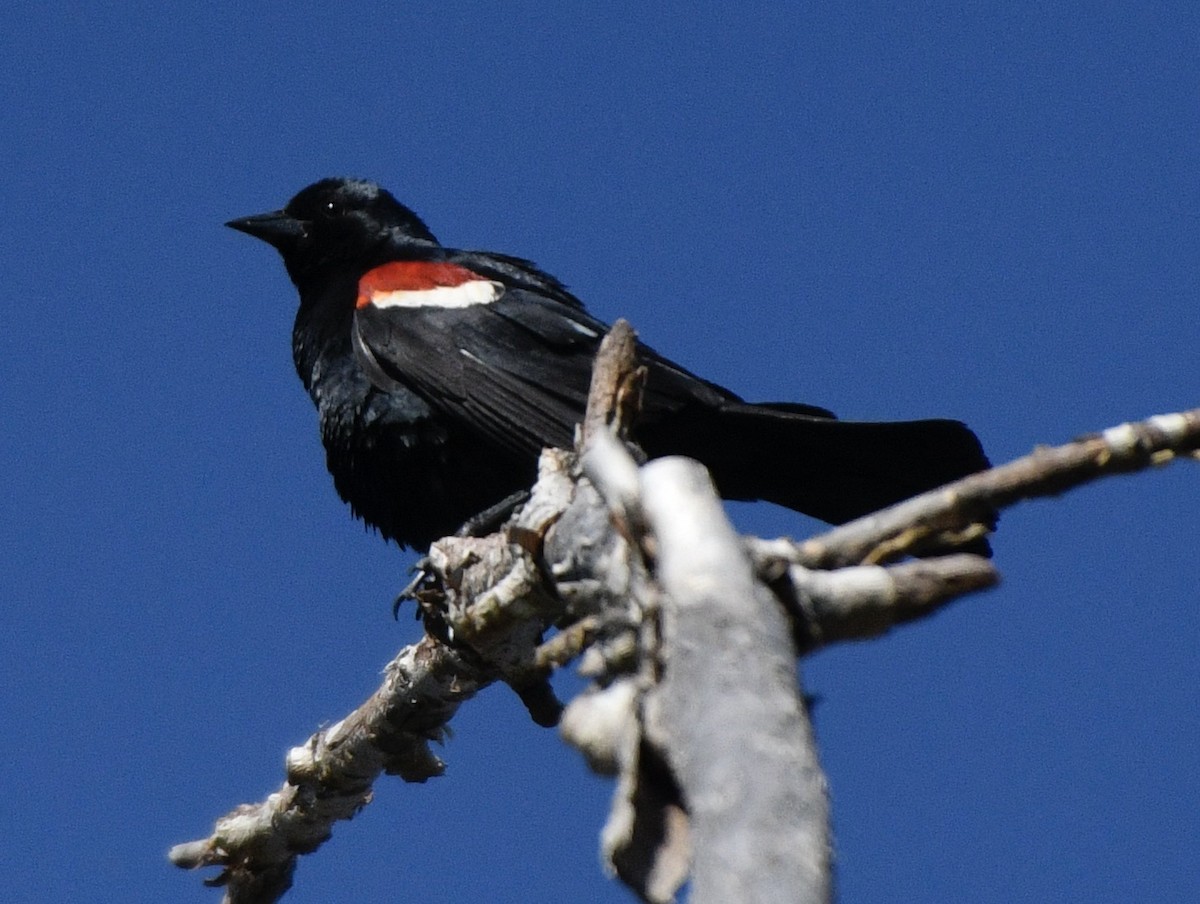 Tricolored Blackbird - ML620180723