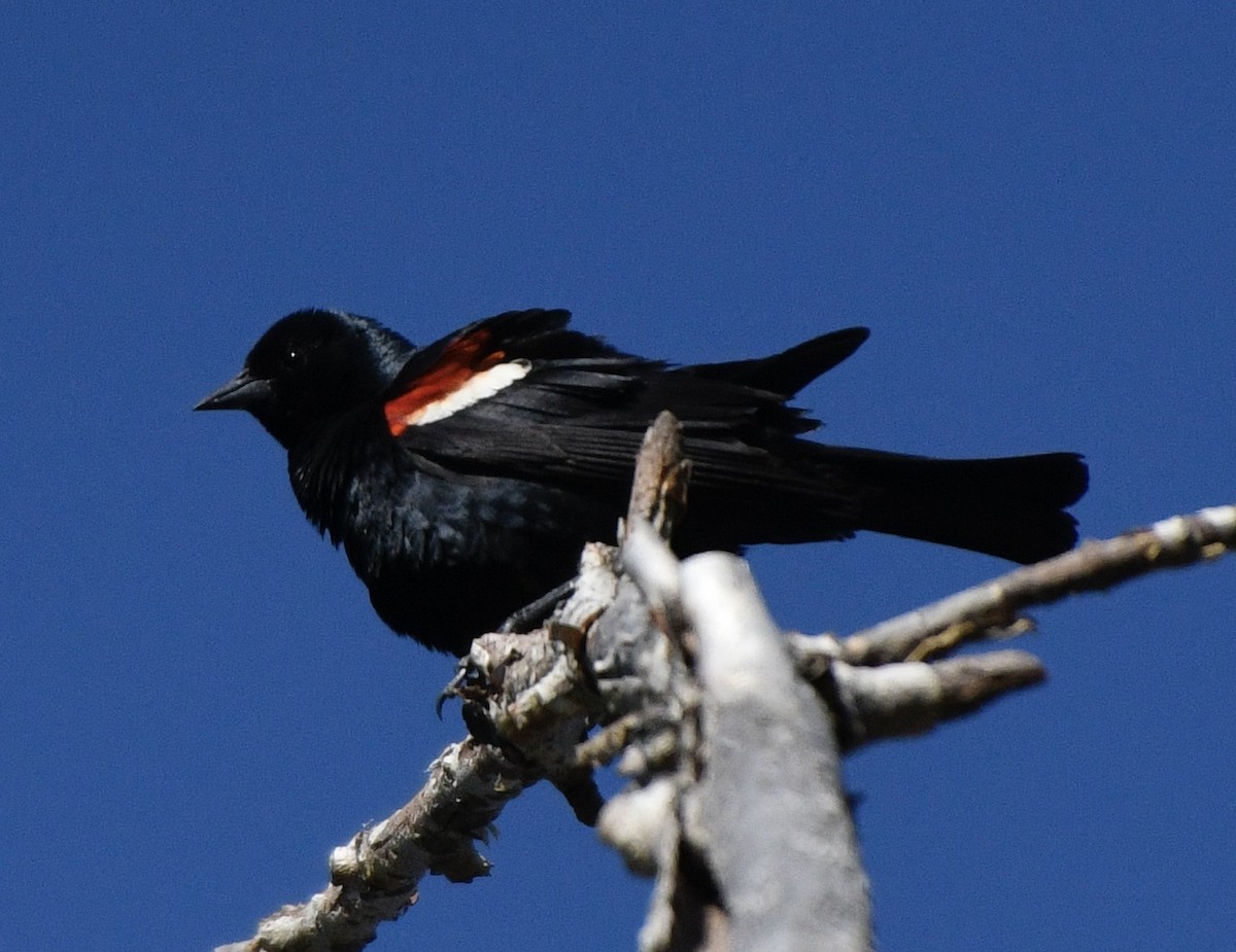 Tricolored Blackbird - ML620180724