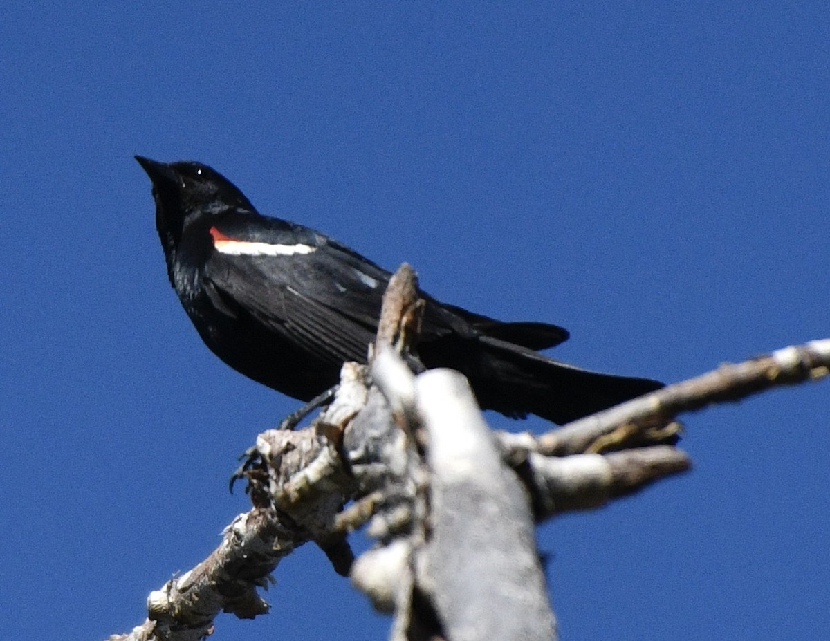 Tricolored Blackbird - ML620180725