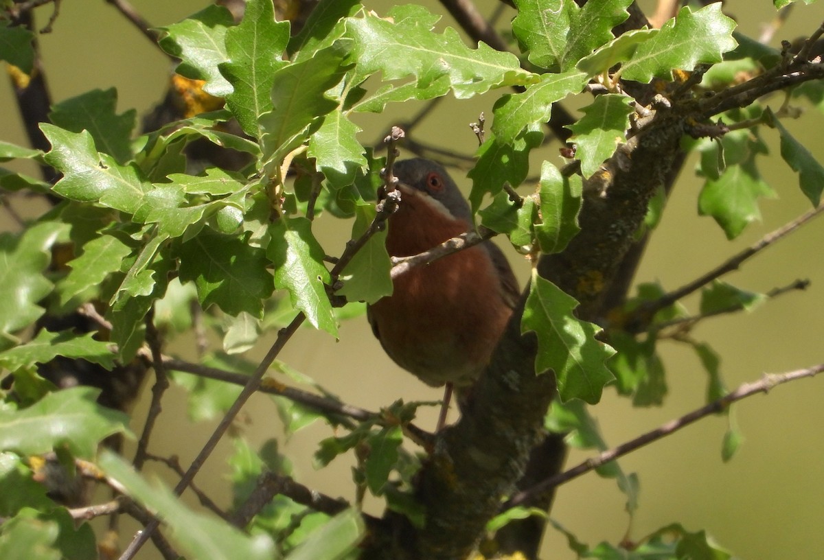 Curruca Carrasqueña Occidental - ML620180727