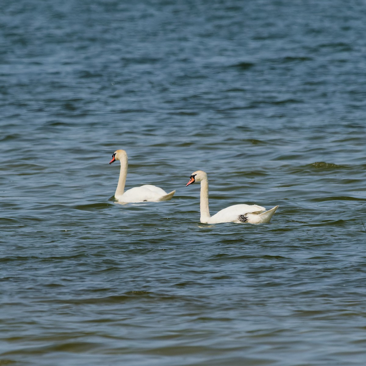 Mute Swan - ML620180737