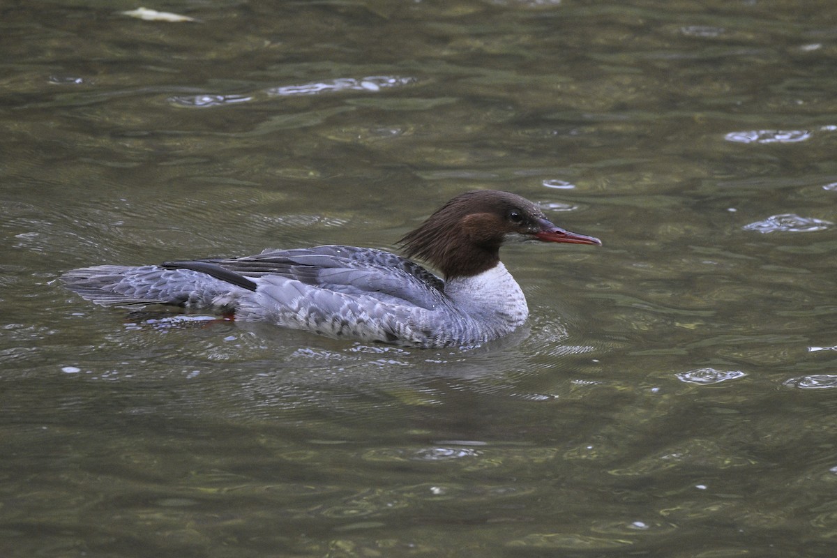 Common Merganser - ML620180748