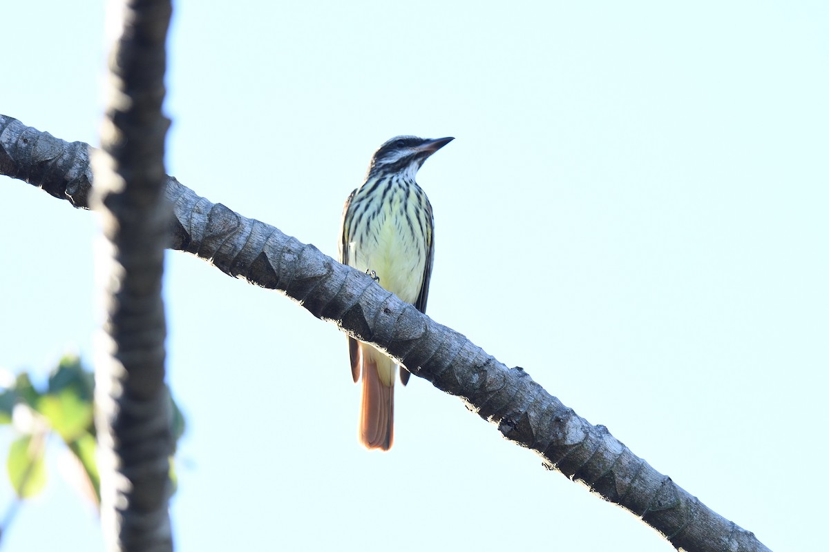 Sulphur-bellied Flycatcher - ML620180756