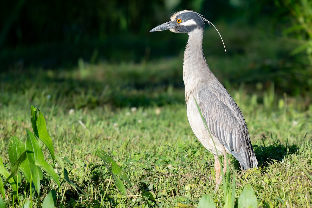 Yellow-crowned Night Heron - ML620180762