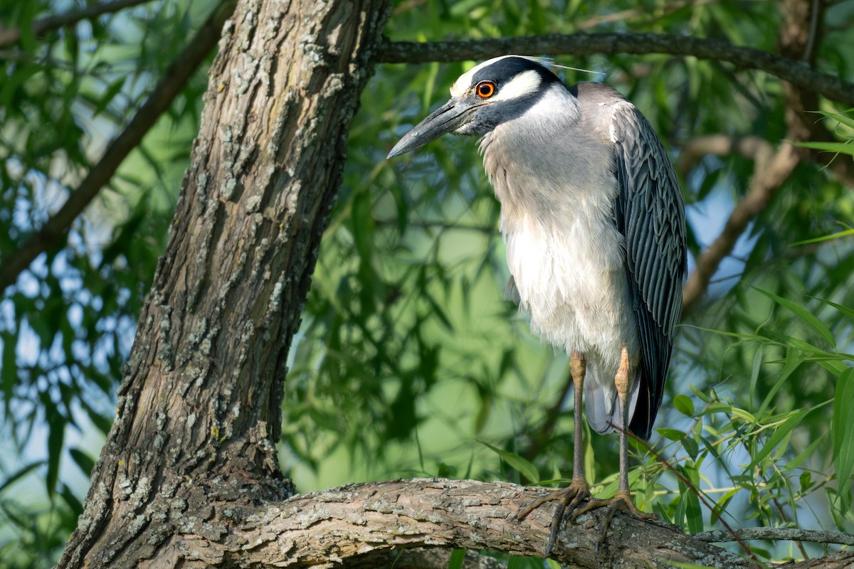 Yellow-crowned Night Heron - ML620180764