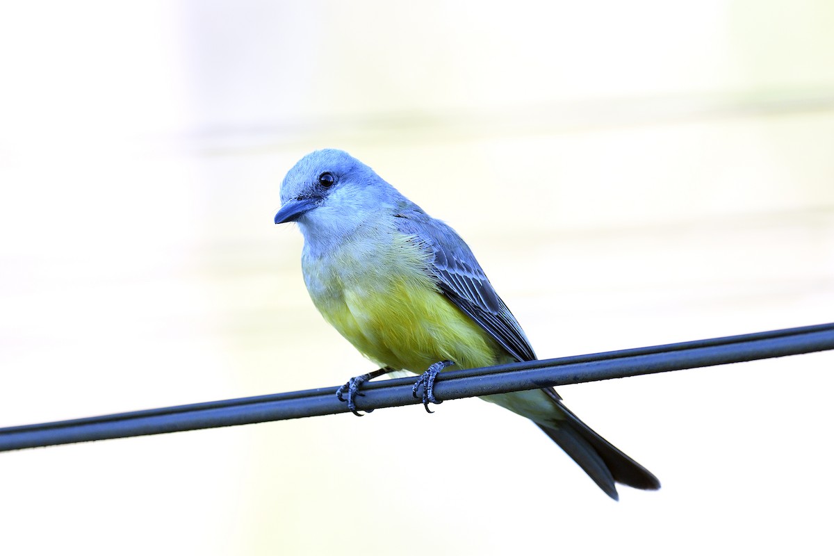 Tropical Kingbird - ML620180766