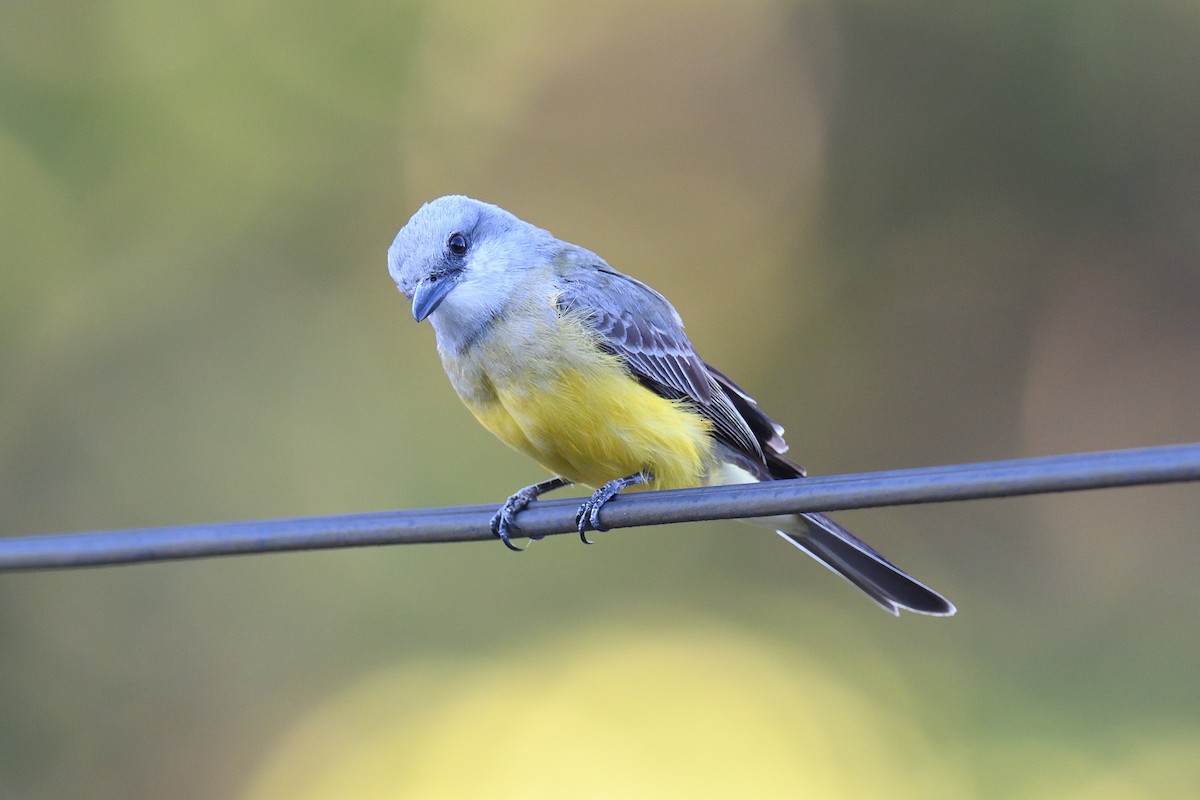 Tropical Kingbird - ML620180767