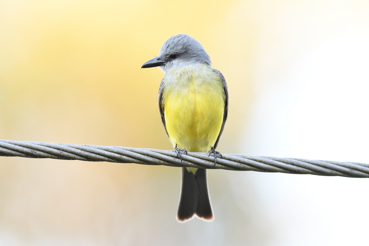 Tropical Kingbird - ML620180769