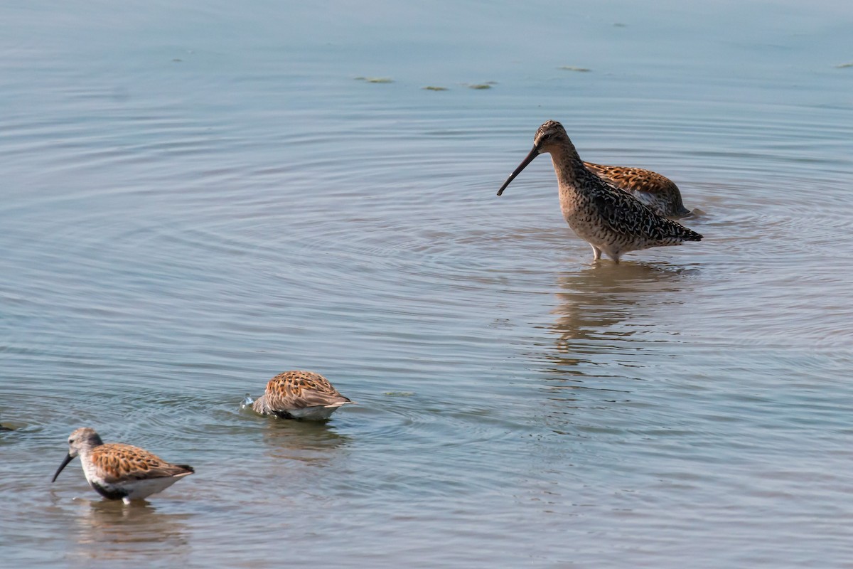 kortnebbekkasinsnipe - ML620180772