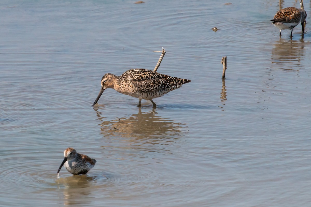 kortnebbekkasinsnipe - ML620180774