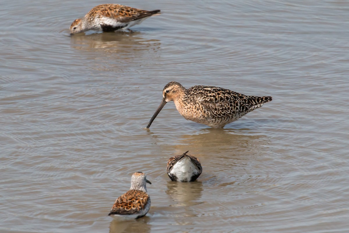 kortnebbekkasinsnipe - ML620180775