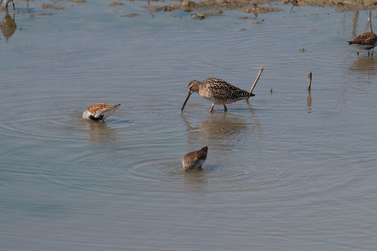 kortnebbekkasinsnipe - ML620180776