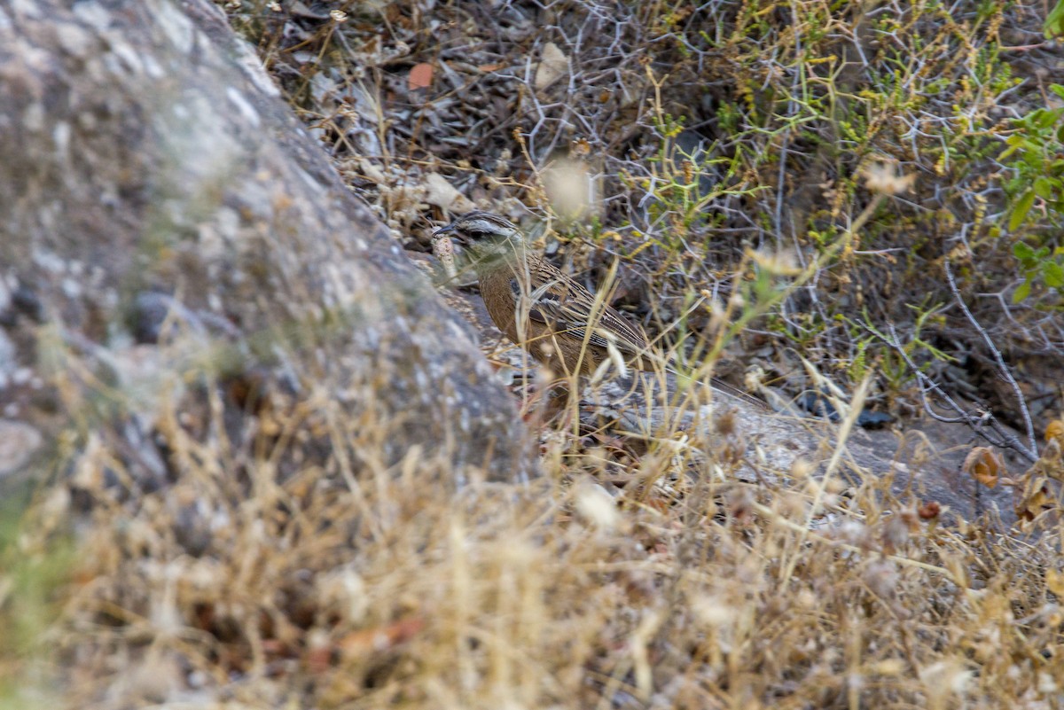 Rock Bunting - ML620180783