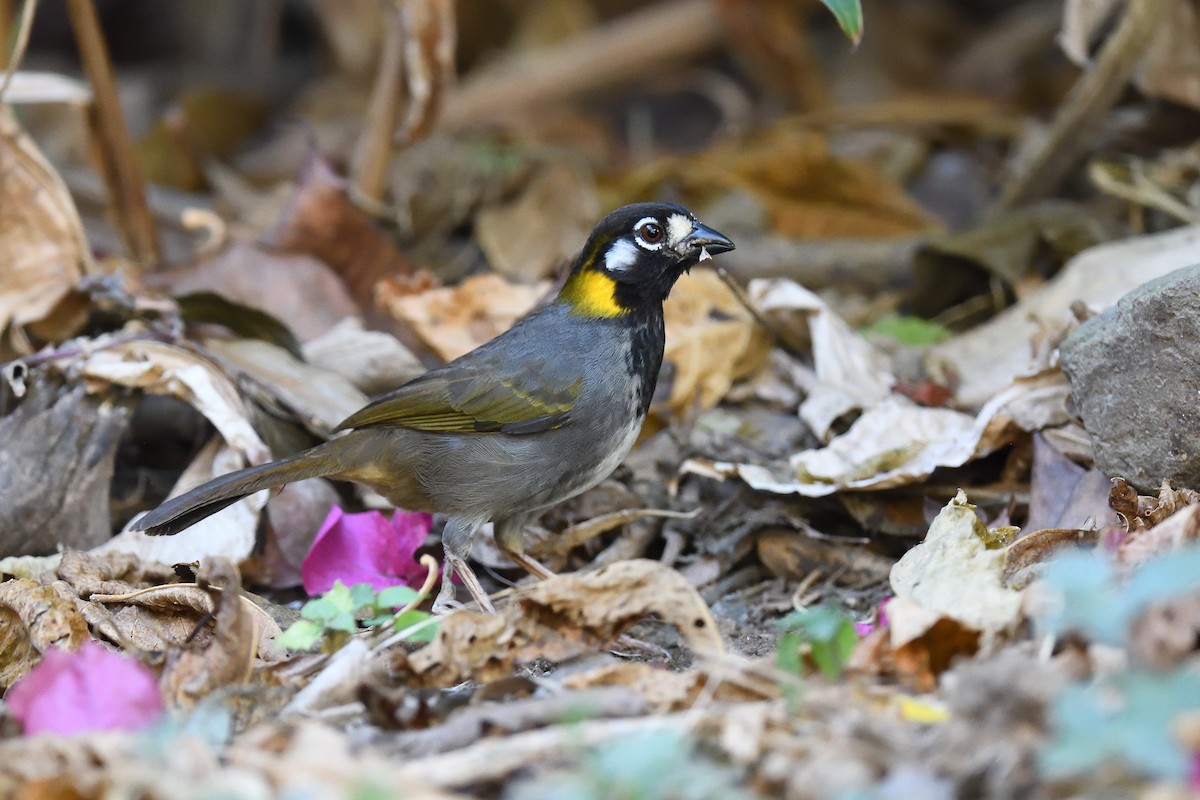 White-eared Ground-Sparrow - terence zahner