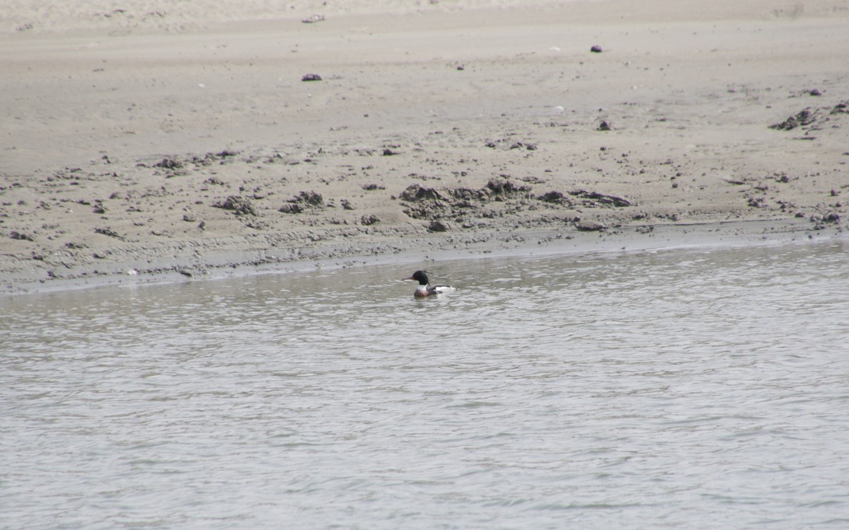 Red-breasted Merganser - ML620180787