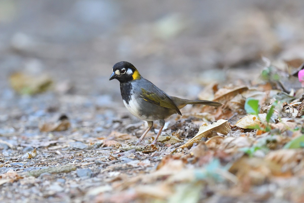 White-eared Ground-Sparrow - ML620180788