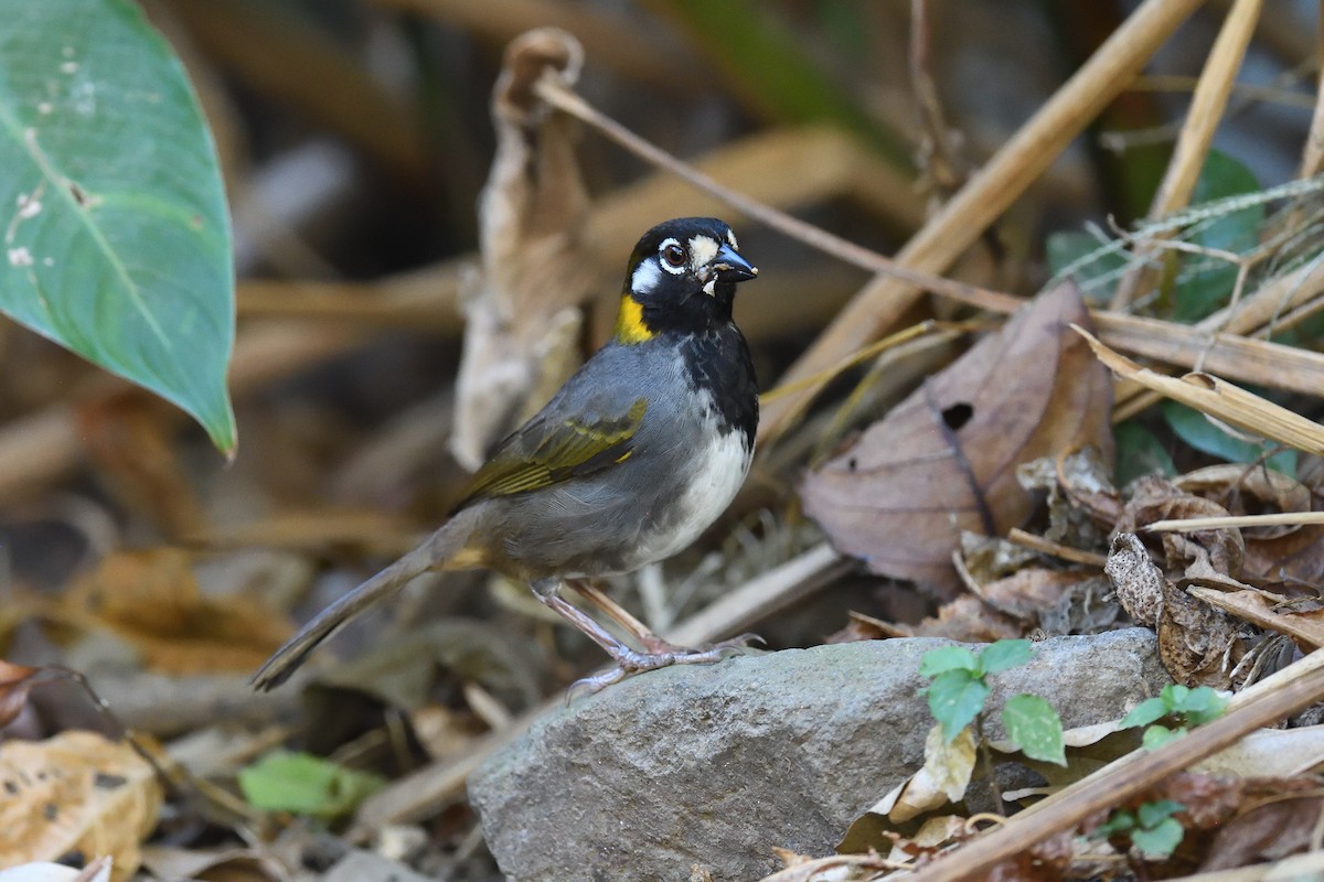 White-eared Ground-Sparrow - ML620180789