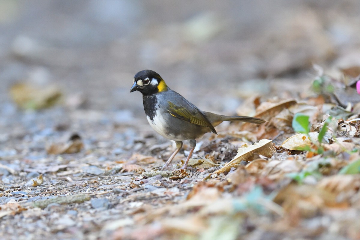 White-eared Ground-Sparrow - ML620180790