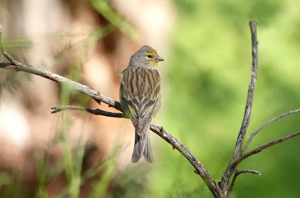 Corsican Finch - ML620180793