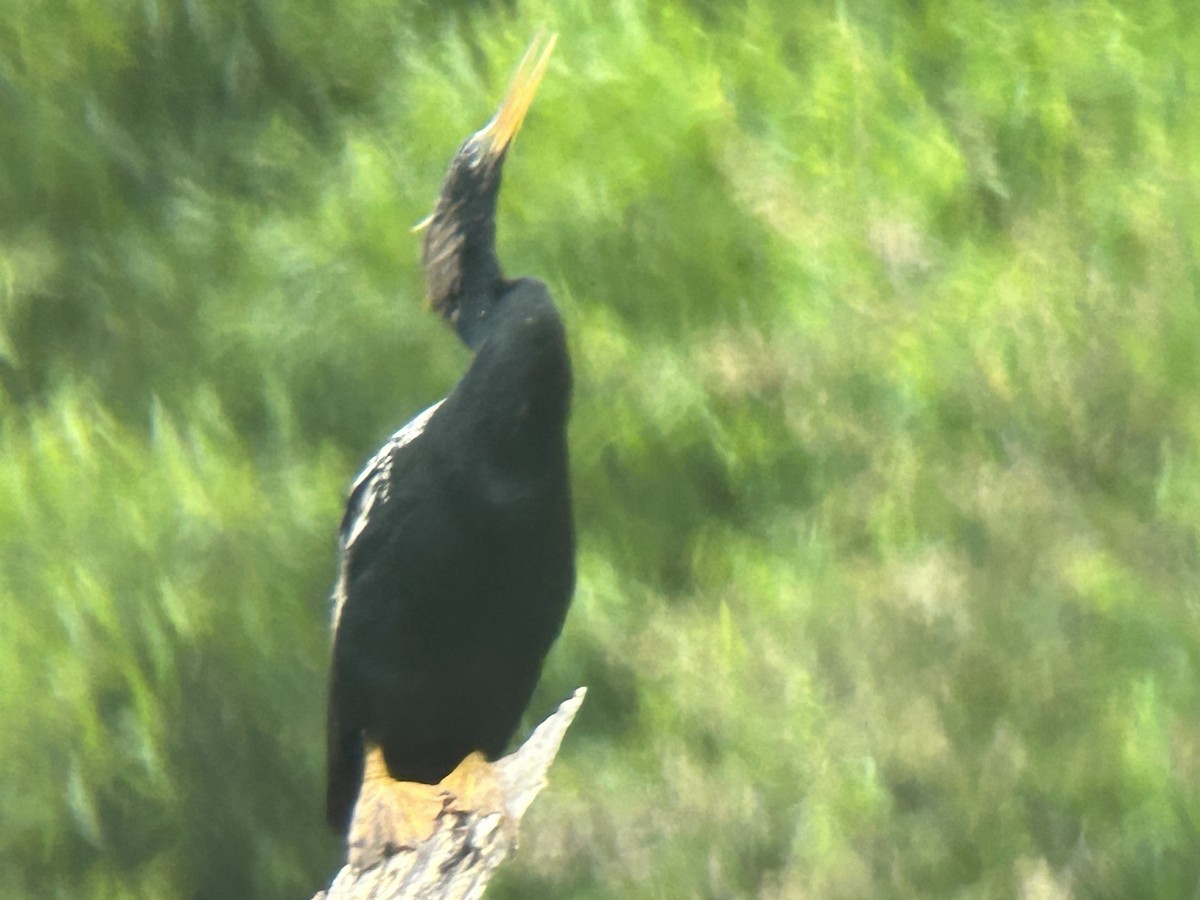 anhinga americká - ML620180795