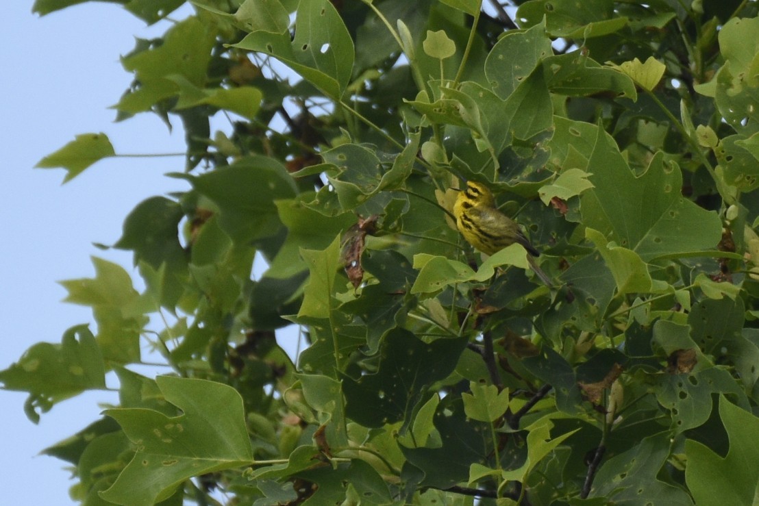 Paruline des prés - ML620180810