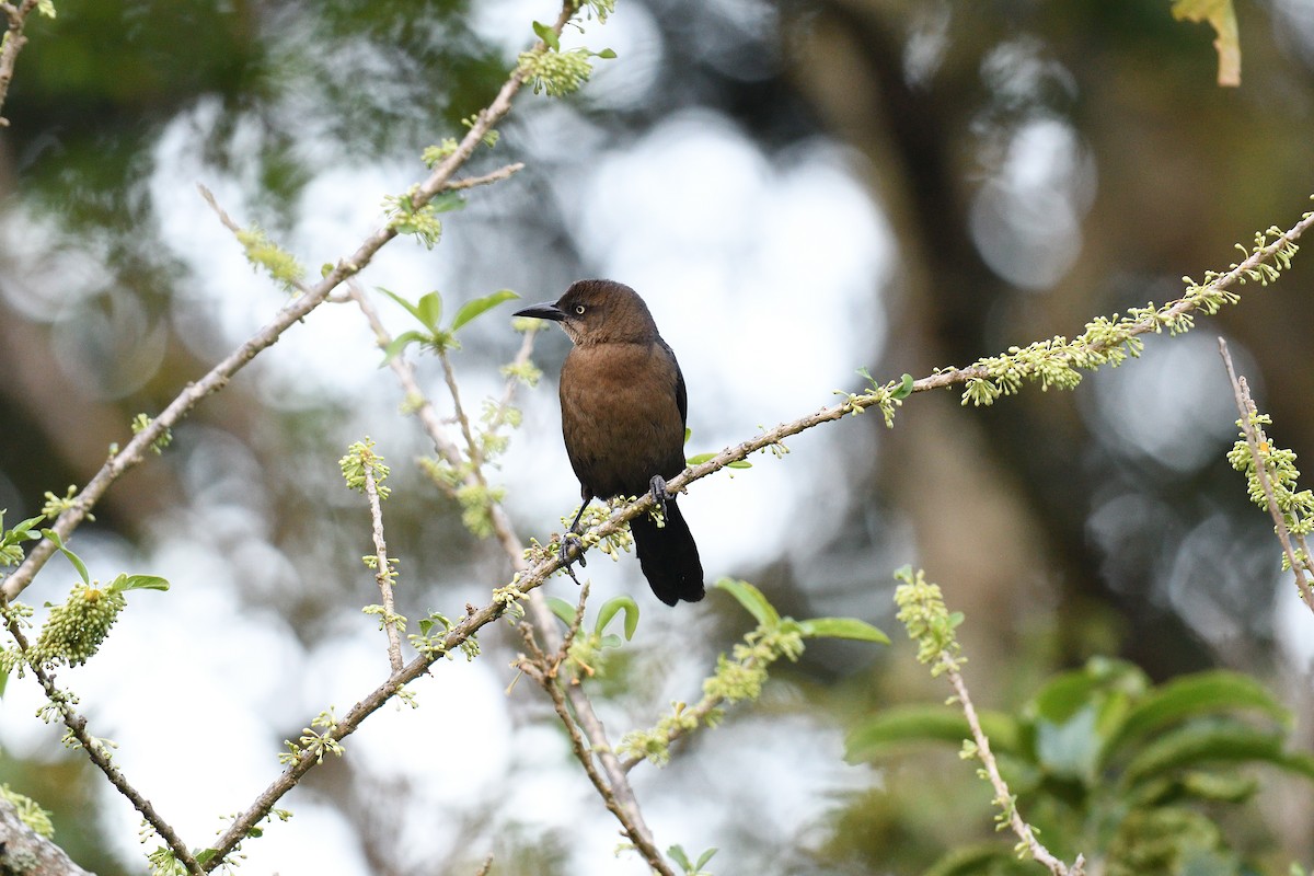 Great-tailed Grackle - ML620180812