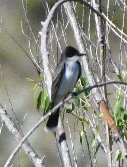 Eastern Kingbird - ML620180814