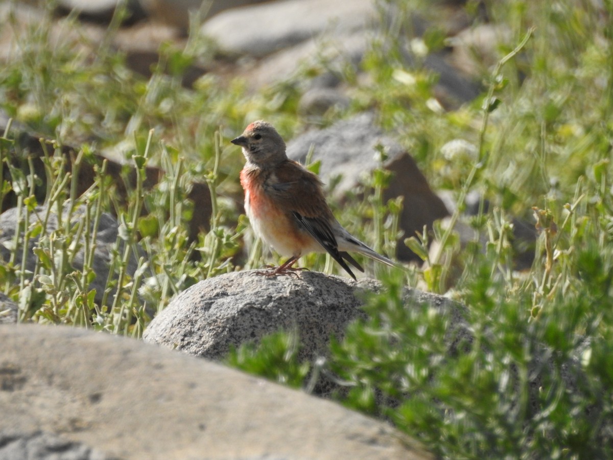 Eurasian Linnet - ML620180821