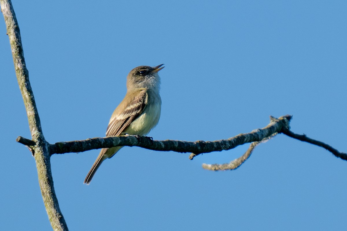 tyranovec vrbový - ML620180825