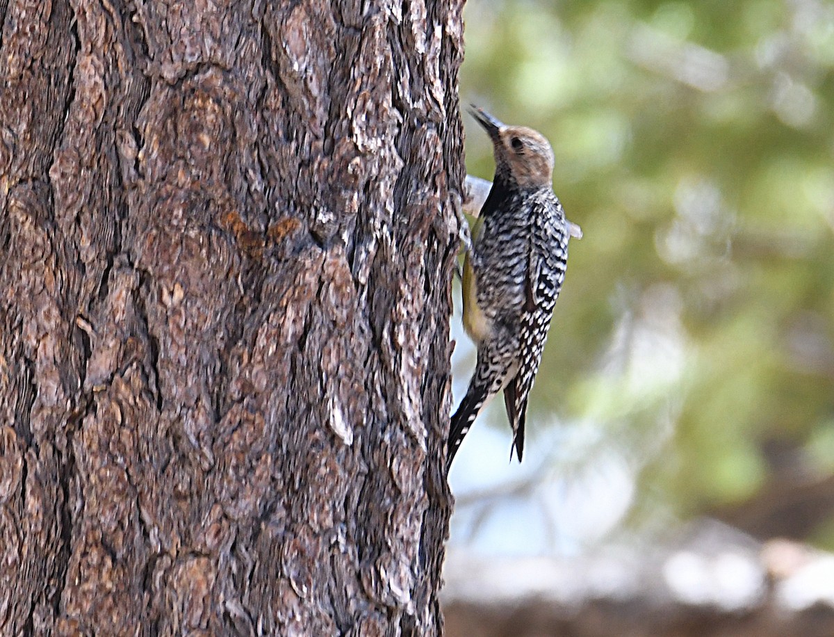 Williamson's Sapsucker - ML620180833